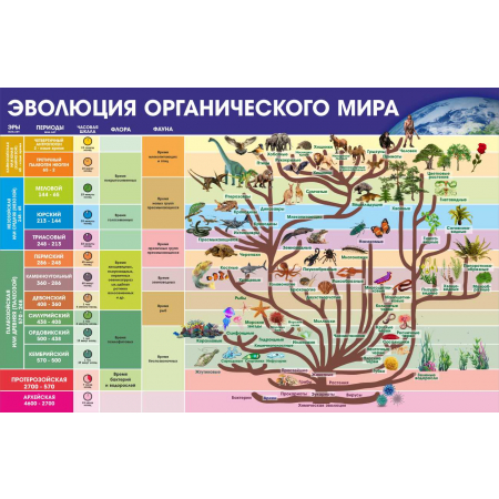 Информация стенд Эволюция органического мира