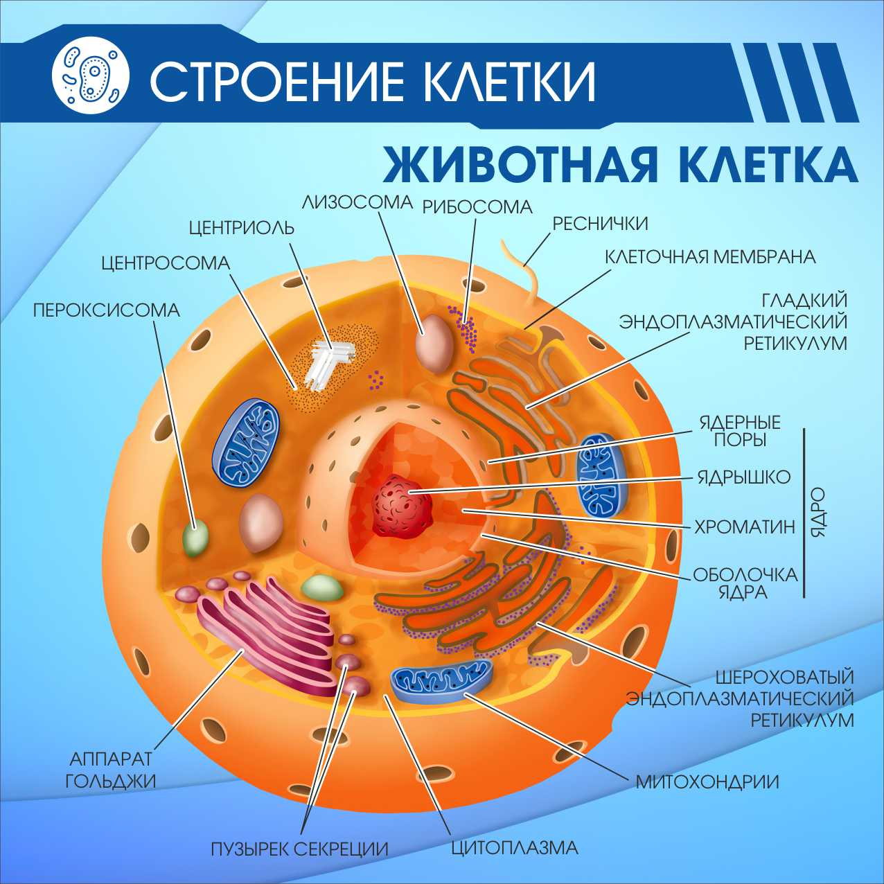 Строение клетки Животная клетка купить в Набережных Челнах